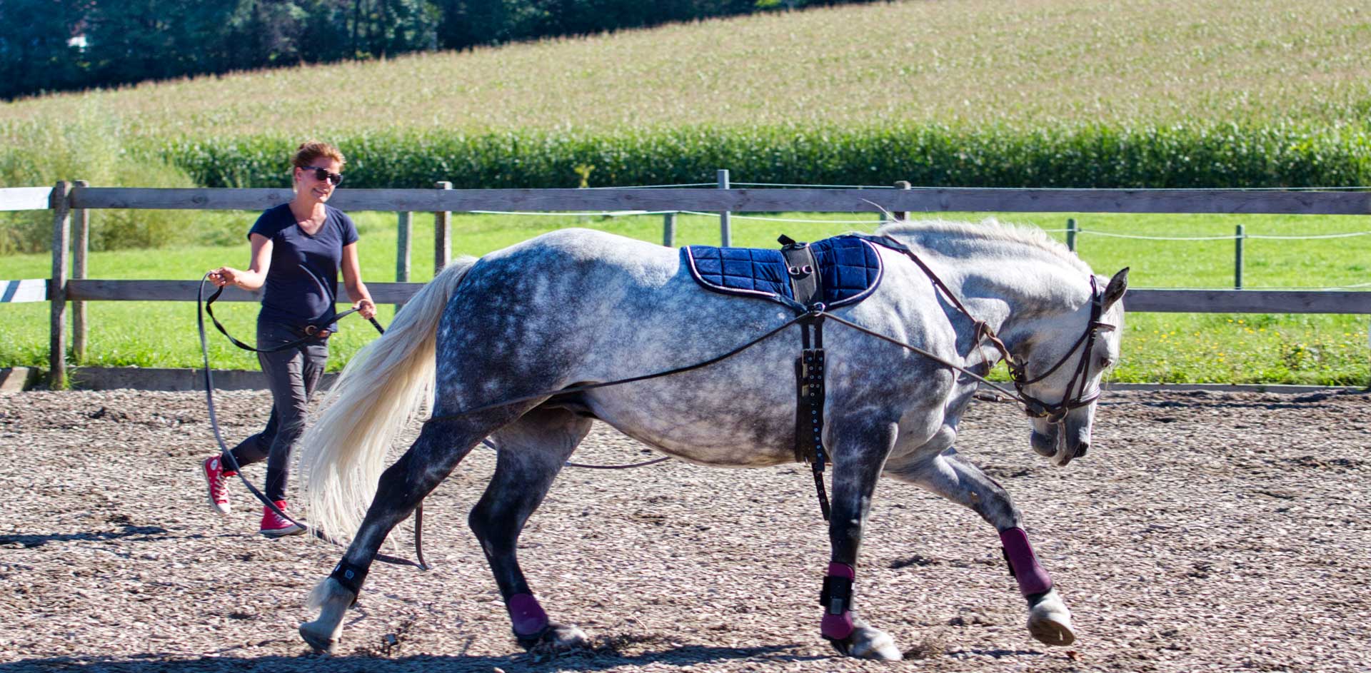 Horse Training